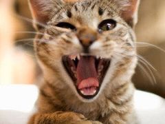 -幺不倒重庆小面(大梁店)