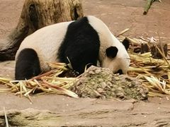 -都江堰中华大熊猫苑