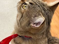 -共舞时光猫咖·狗咖(新街口店)