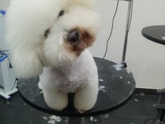 -八公叔叔宠物美容连锁(春申店)