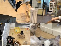 -有喵·猫咖·狗咖·30几只猫10只小狗(岗厦店)