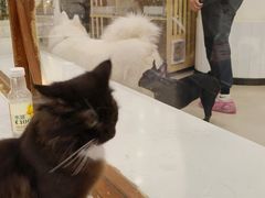 -共舞时光猫咖·狗咖(新街口店)