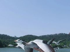 -东湖落雁景区