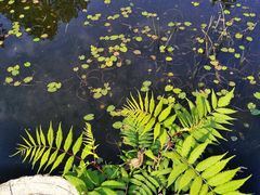 -黑龙江省森林植物园