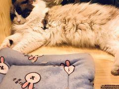-屋虎猫馆(宝安大仟里店)