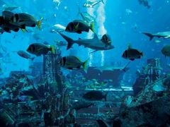 -迪拜帆船酒店海底餐厅