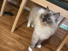-MOCHA明星猫咖(田子坊店)