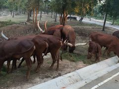 -清迈夜间动物园