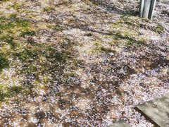 -高东镇樱花园