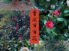 -南山植物园