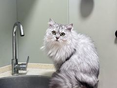 -伟伟宠物医院·瑞派猫友好医院·猫科(光谷店)