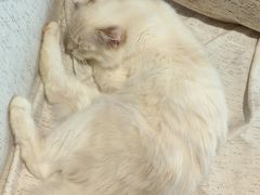 -藏猫猫咖啡主题馆(中央大道店)