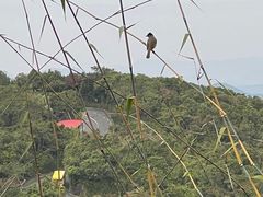 -三亚亚龙湾人间天堂鸟巢度假村