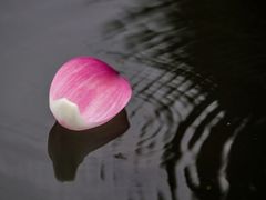 -武清南湖绿博园