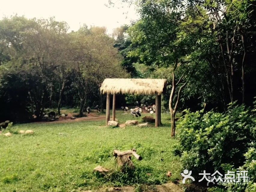 深圳野生动物园图片 第5张