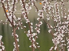 -桃花堤公园