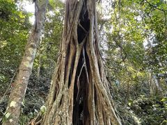 -中国科学院西双版纳热带植物园