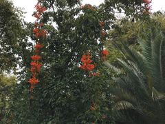 -山大王菌莊