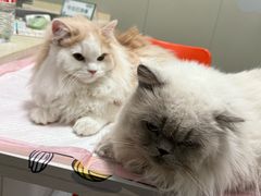 -伟伟宠物医院·瑞派猫友好医院·猫科(光谷店)