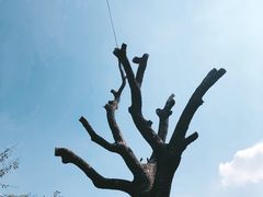 -南岳衡山风景名胜区-南岳大庙