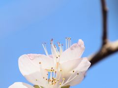 -桃花堤公园