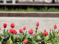 -丹东路渡口(轮渡站)