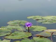 -上海植物园-4号门售票处