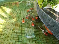 -海天一色海景自助餐厅(西港花园店)