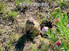 -乌兰布统草原