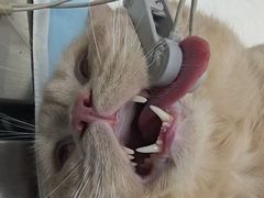 -关爱宠物医院·猫科中心·消化科(滨湖万达分院)