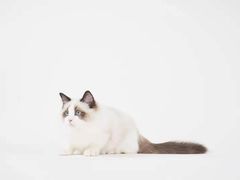 -70cat德文卷毛猫·缅因猫纯种猫舍