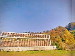 -千年银杏谷文化旅游区