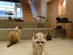 -猫儿山۰猫主题餐厅