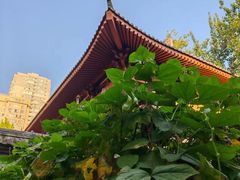 -西安大兴善寺