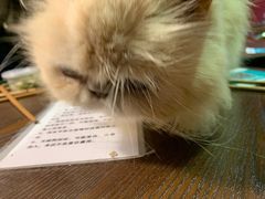 -猫色咖啡·猫咖