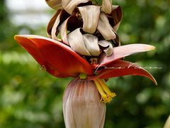 -中国科学院华南植物园