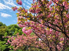-新虹桥中心花园
