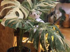 -Rabbit Cafe私房西餐甜点咖啡(栖霞路店)