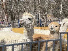 -新疆天山野生动物园