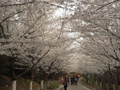-樱花山风景区