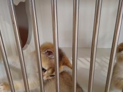 -东方名猫馆·英短金渐层布偶猫舍(环线广场1号楼店)