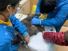 -菲丽丝宠物医院·24小时·猫科中心·免疫点(淮海分院)