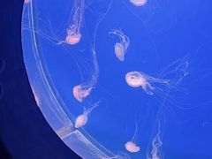 -江和美海洋公园
