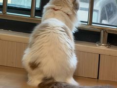 -唐小姐の私宠·宠物洗护美容·撸猫馆·购宠(周浦万达旗舰店)