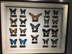 -上海昆虫博物馆