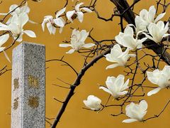 -龙华寺