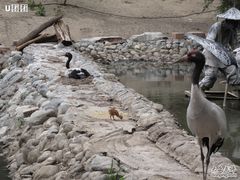 -新疆天山野生动物园