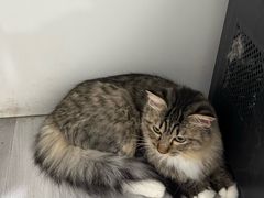 -汪喵宠物医院·骨科心脏影像·犬猫急重症ICU诊疗中心(成华分院)