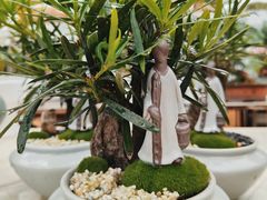 -石家庄市植物园