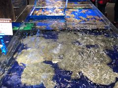 水产区-船歌·鱼水饺青岛菜(闽江二路店)